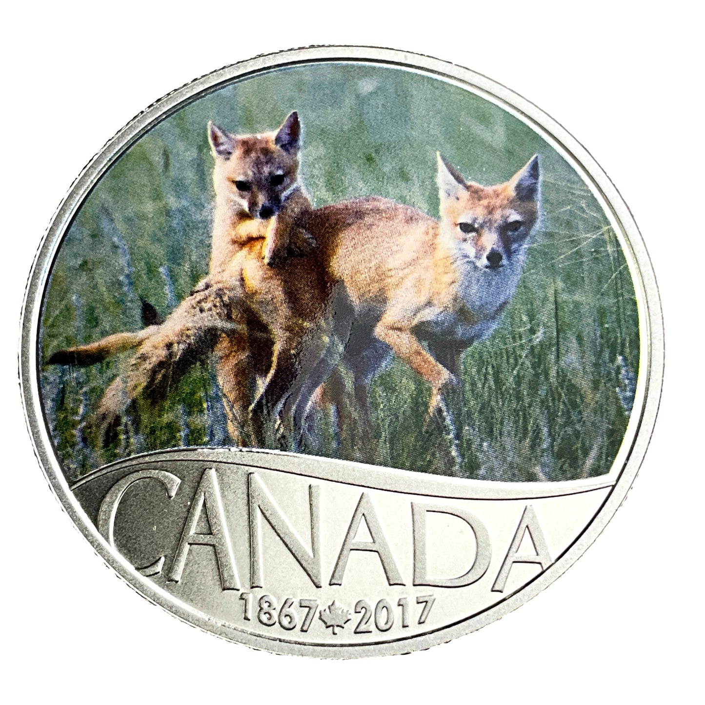 .510 ozt Wild Swift Fox Pups 9999 $10